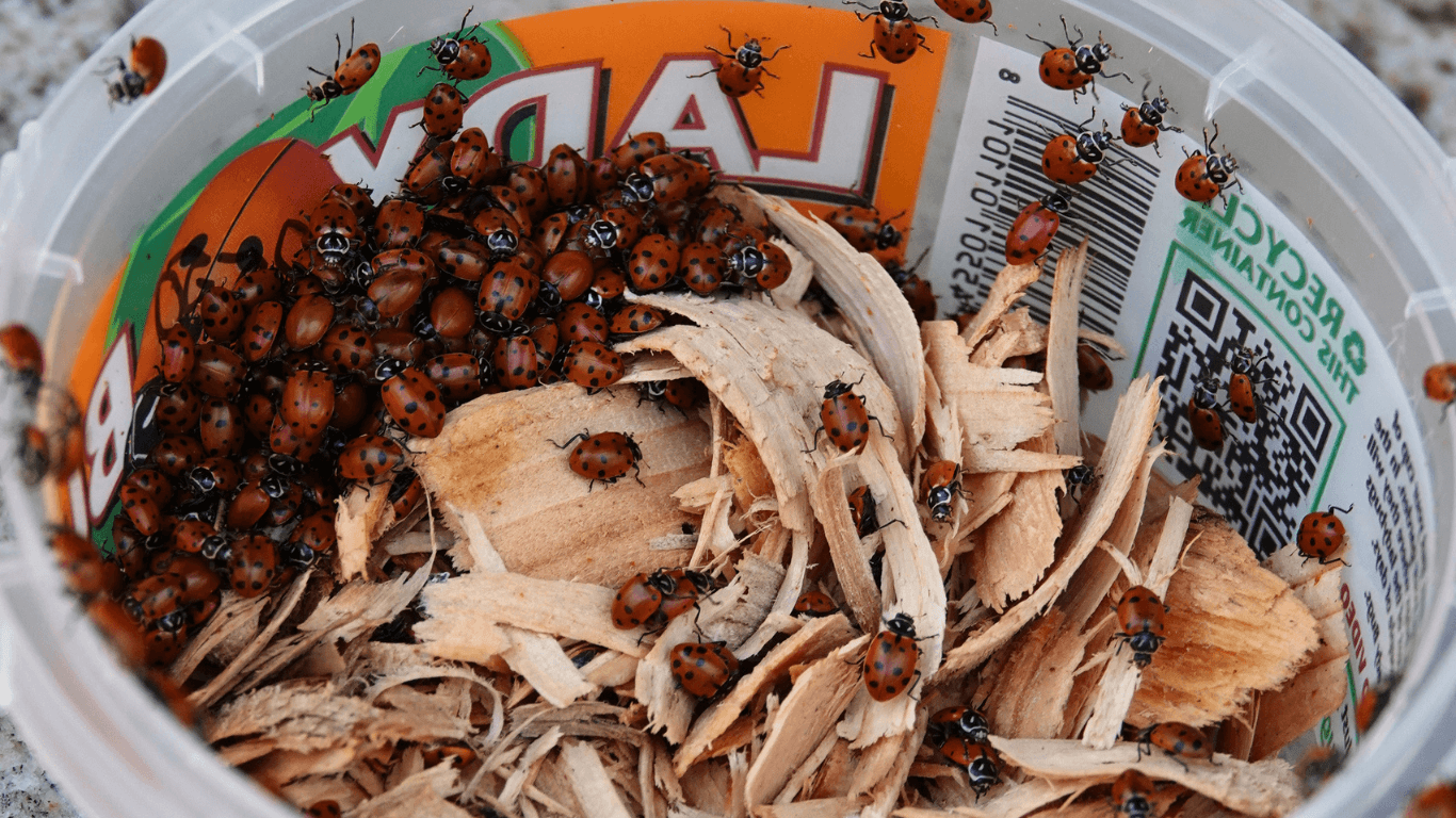 Beneficial Insects: Nature’s Pest Control                          &ndash; Chelsea Garden Center    