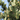 Guide to Conifers: Garden Evergreens