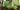 Growing Veggies & Herbs Header