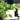 Benefits of Houseplants for Your Home or Office