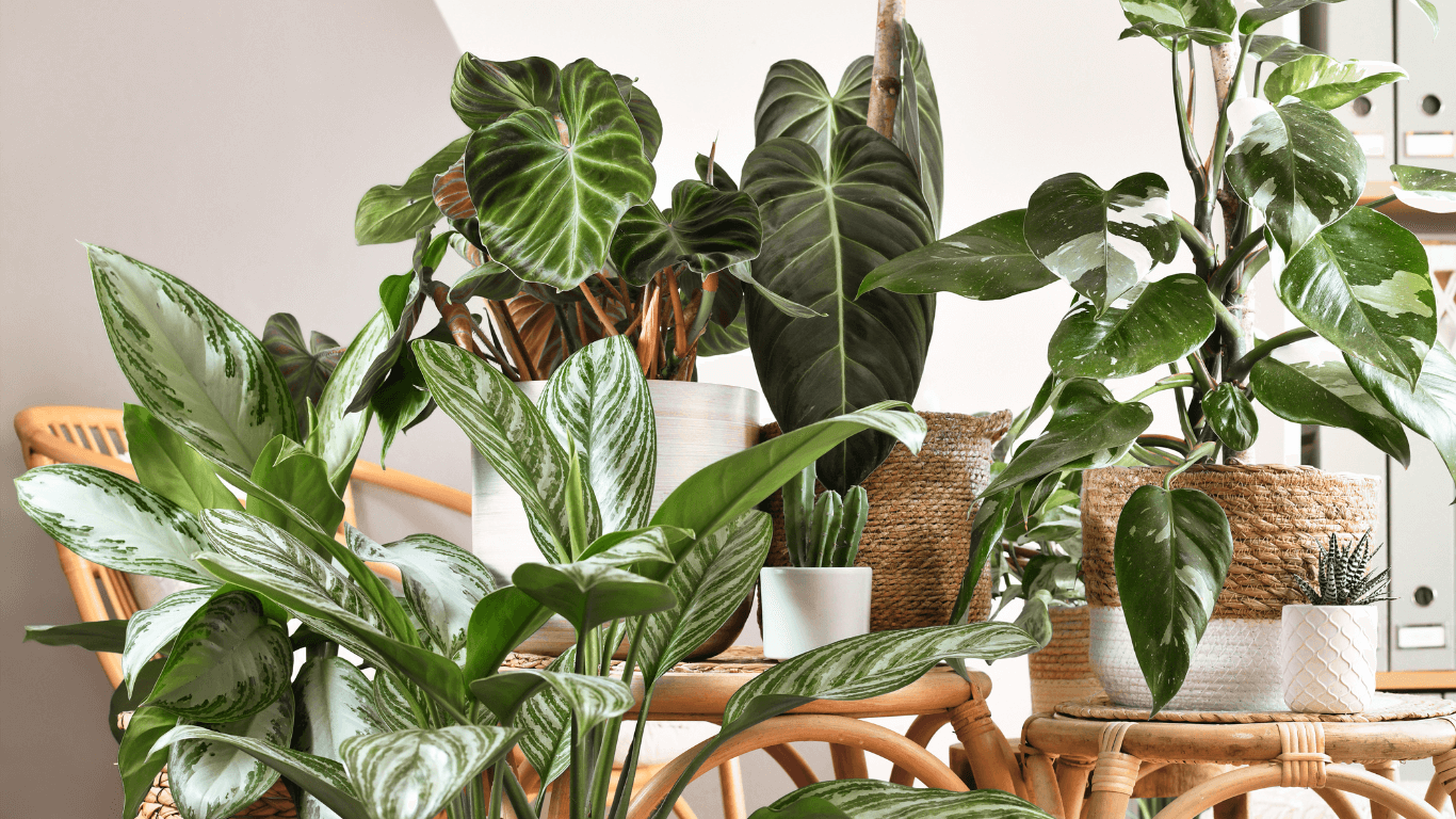 indoor yucca plant types Yucca elephantipes - Spineless Yucca Houseplants | Hortology main image 1