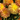 Chrysanthemum Tips & Tricks