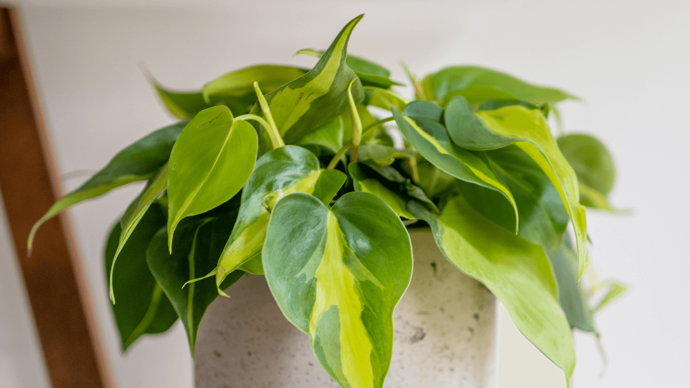 Philodendron: Common Varieties & Care  Chelsea Garden Center