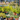 Terrace & Rooftop Planting