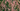 Deciduous Trees Header