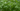 Edible Annuals Header