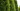 Evergreens Header