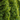Evergreens Header