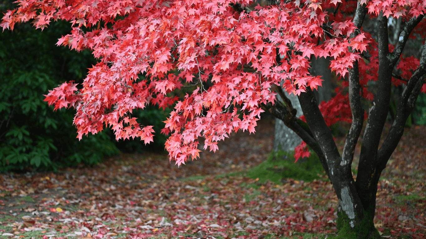 Japanese Maples – Chelsea Garden Center