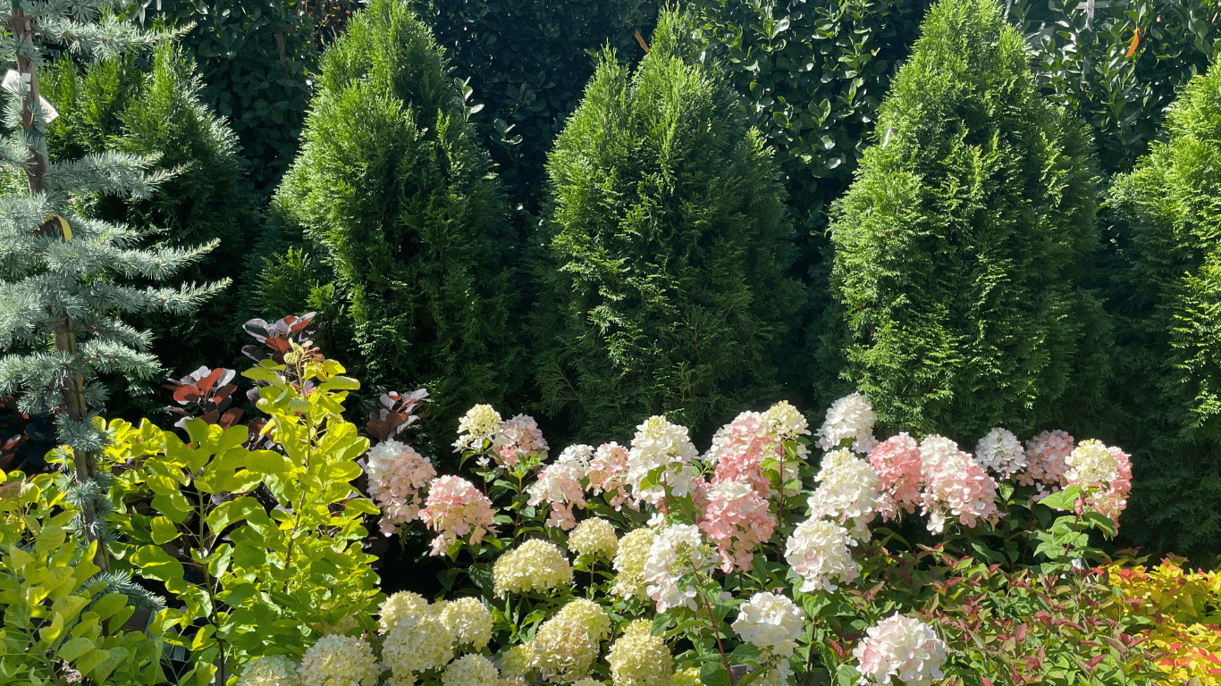 Outdoor Plants – Page – Chelsea Garden Center