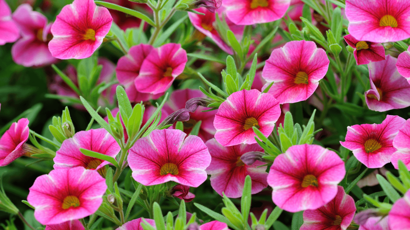 Proven Winners® | Chelsea Garden Center Brooklyn