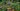 Perennials Header