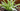 Pet Friendly Indoor Plants Header