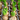 Seeds & Bulbs Header