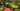 Trees and Shrubs Header