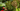 Tropical Indoor Plants Header