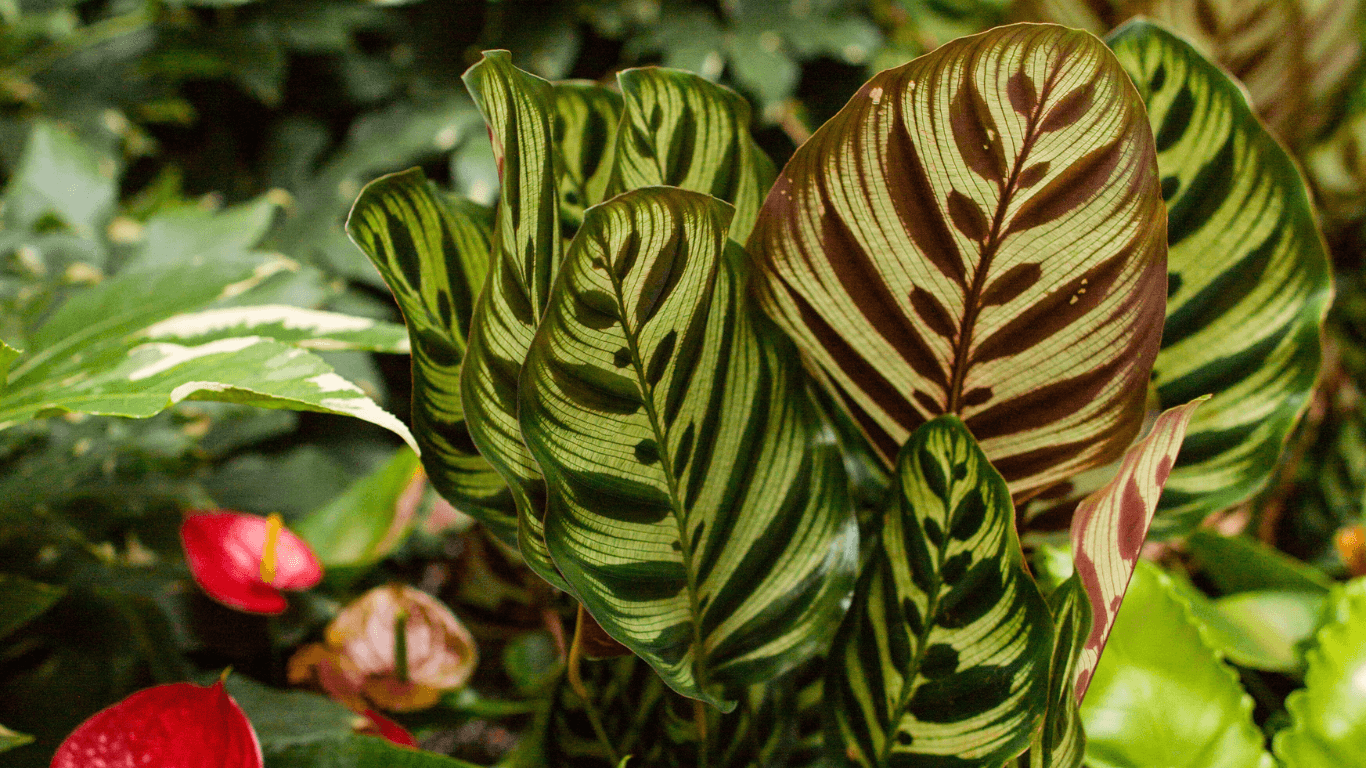Tropical Indoor Plants – Chelsea Garden Center