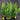 Thelypteris decursive-pinnata (Japanese Beech Fern)