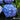 Hydrangea macrophylla 'Blue Jangles®' (Mophead Hydrangea)