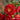 Chaenomeles Double Take 'Scarlet' (Flowering Quince)