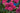Armeria splendens sea thrift