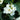 Philadelphus 'Illuminati Tower' (Mockorange)