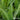 Ostrich Fern