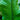 Crocodile Fern 1