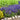 Veronica 'Wizard of Ahhs' (Speedwell)