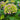 Hydrangea macrophylla Endless Summer® 'Summer Crush' (Mophead Hydrangea)