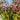 Penstemon 'Dark Towers' (Beardtongue)