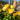 rosa easy elegance high voltage shrub rose