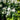 mock orange snow white