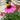 Echinacea Pow Wow® 'Wild Berry' (Coneflower)