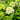 Hydrangea paniculata 'Quick Fire Fab®
