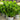 Hydrangea paniculata 'Quick Fire Fab®