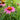 Echinacea purpurea 'Magnus' (Purple Coneflower)