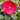 Hibiscus Summerific® 'Valentine's Crush' (Rose Mallow) OVD