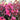 Crape Myrtle Double Dynamite® (Lagerstroemia)