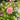 Anemone Puff® 'Pink' (Windflower) OVD