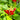 Spigelia marilandica 'Little Red Head'