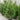 Thuja 'Green Giant' (Western Arborvitae)