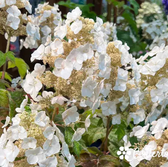 Hydrangea quercifolia 'Toy Soldier™' (Oakleaf Hydrangea) – Chelsea Hydrangea quercifolia 'Toy Soldier™' (Oakleaf Hydrangea) – Chelsea