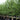Betula 'Heritage' (Clump River Birch)