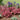 Heucherella FUN AND GAMES® 'Red Rover'