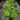 dieffenbachia reflector