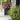 Tsuga canadensis Emerald Fountain® (Canadian Hemlock)
