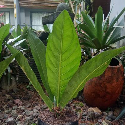 Anthurium Superbum