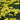 AchilleaSassySummerLemon1