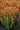 Agastache-Poquito-Orange-1